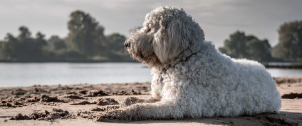 Dog on a beach